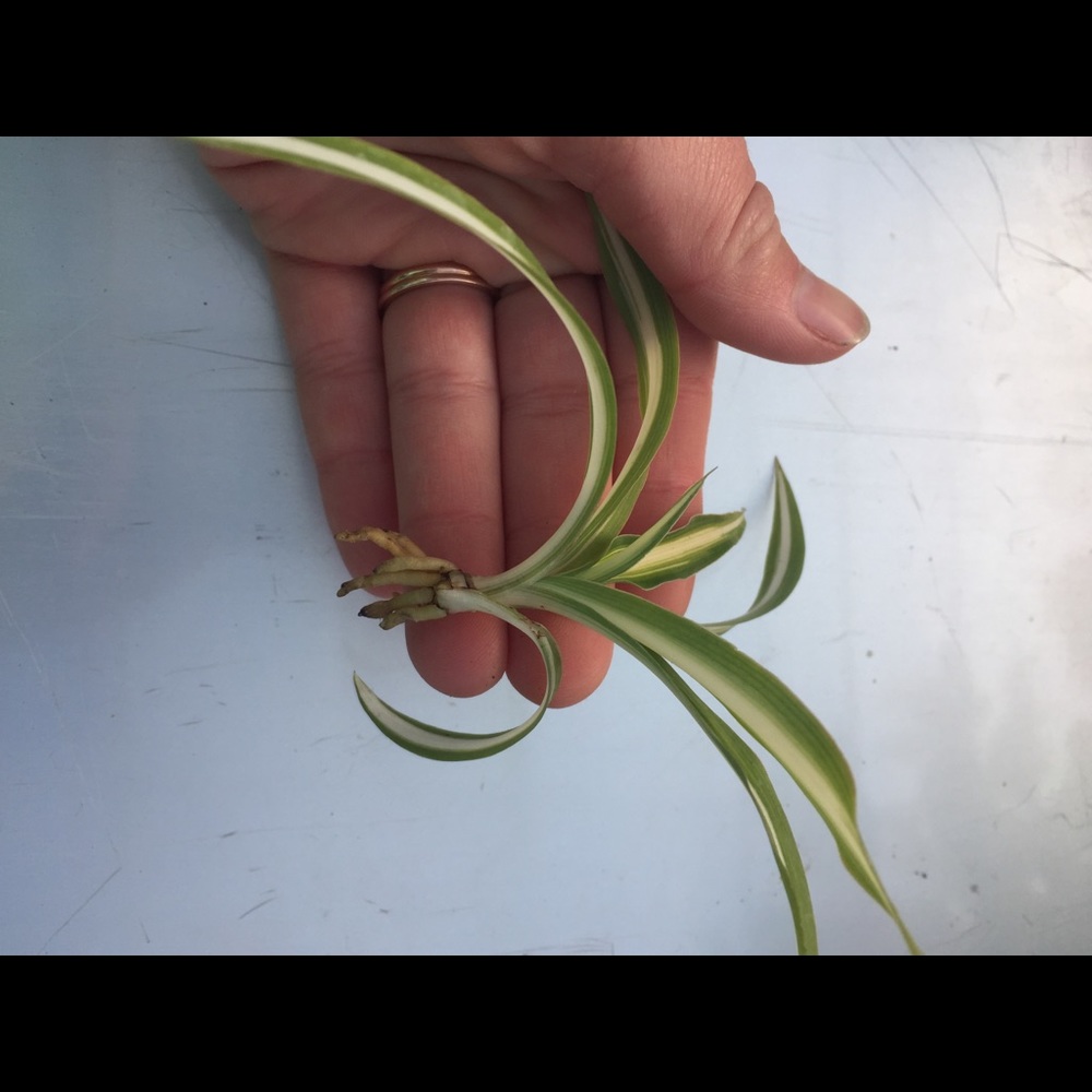 Spider Plant Babies